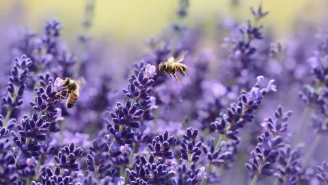 cand infloreste lavanda