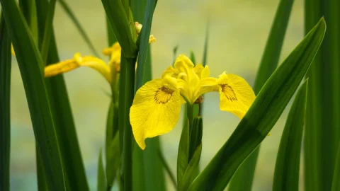 irisi pitici