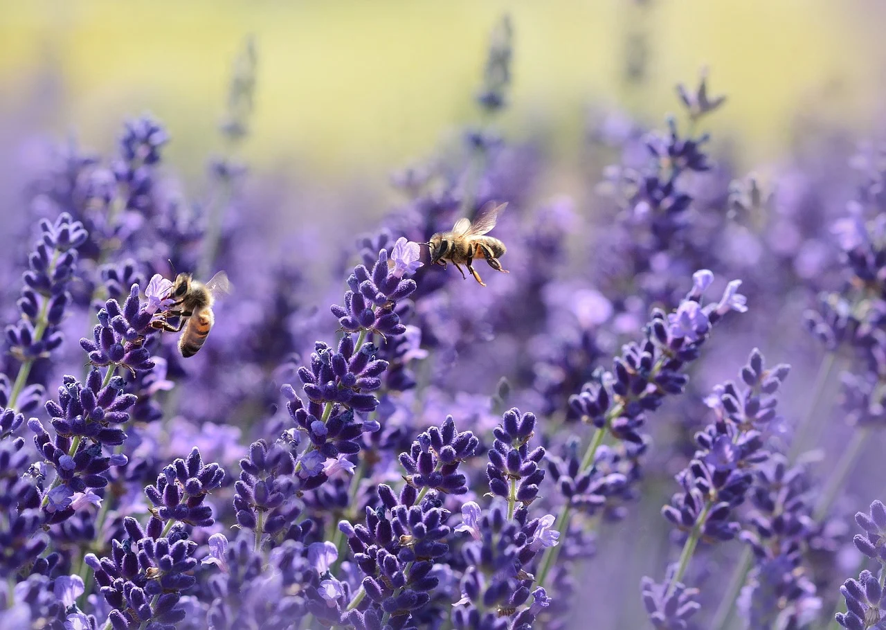 plantare lavanda din seminte