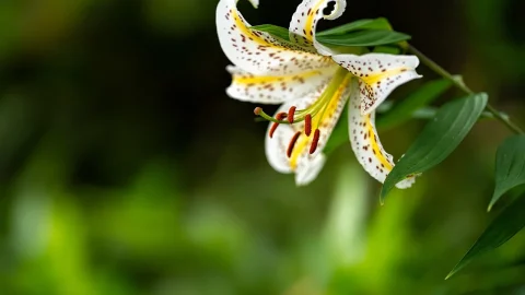 crin oriental ingrijire