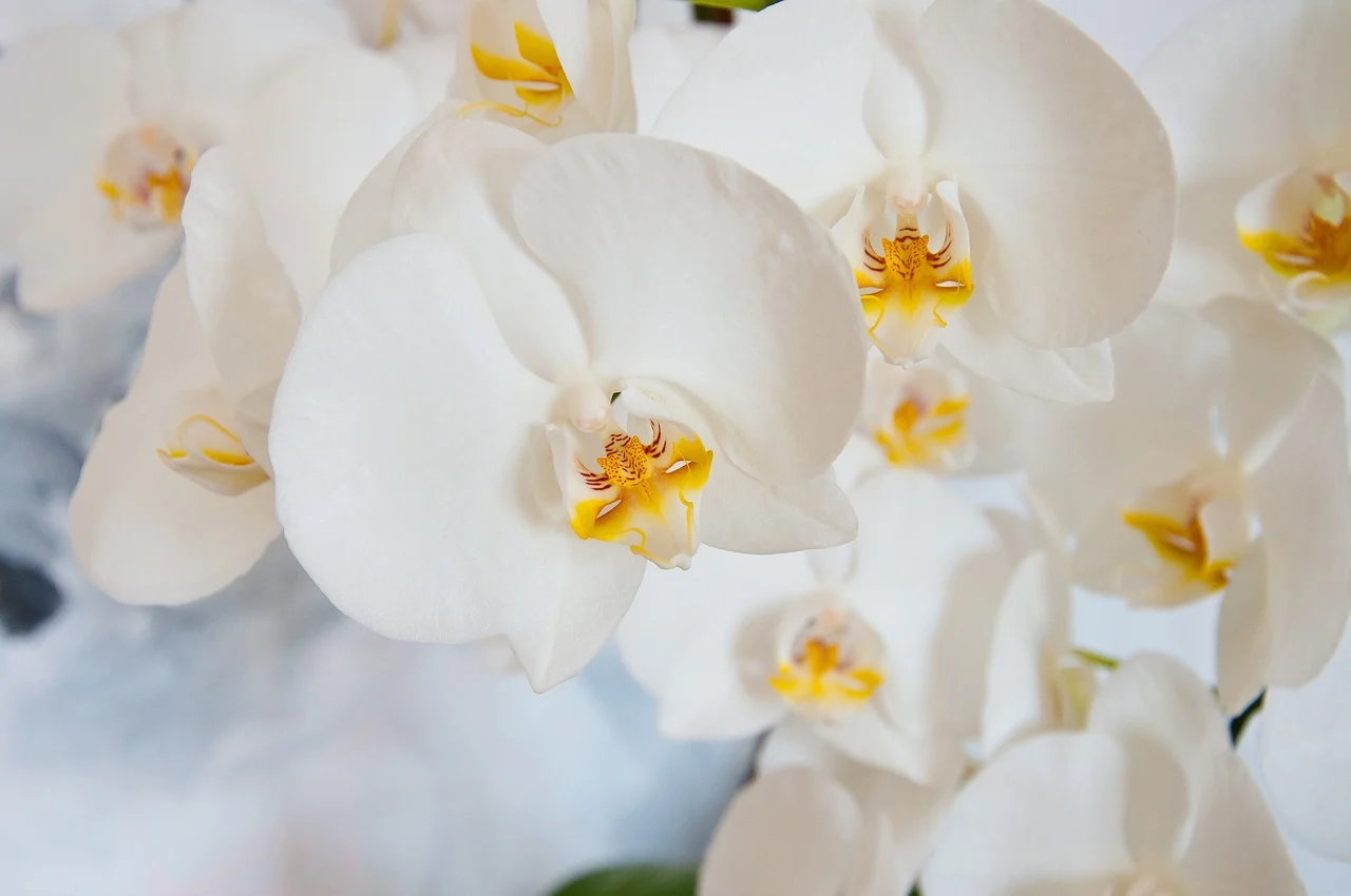 orhidee cymbidium ingrijire