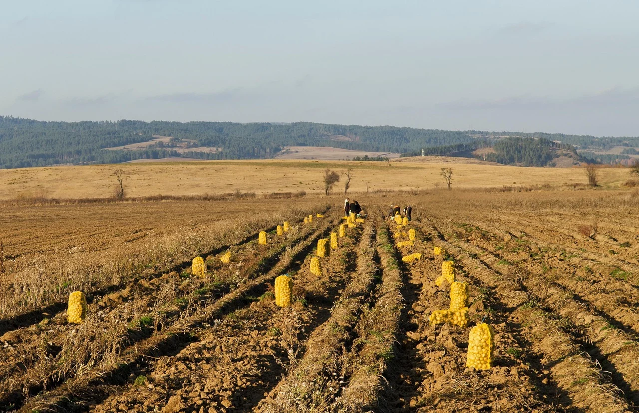 cum se cultiva cartofii dulci