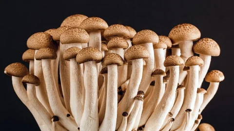 cultivarea ciupercilor champignon