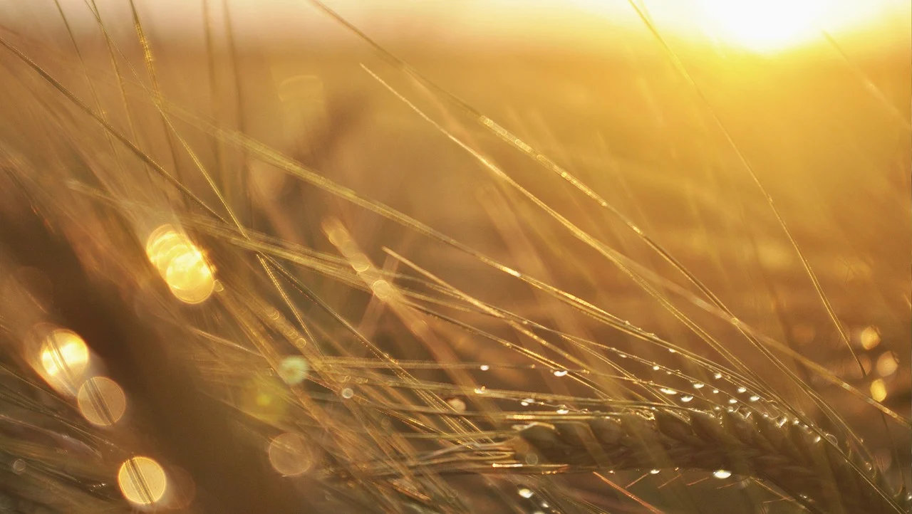 cultura de triticale