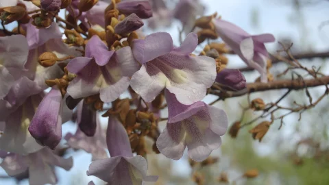 la ce distanta de casa se planteaza paulownia