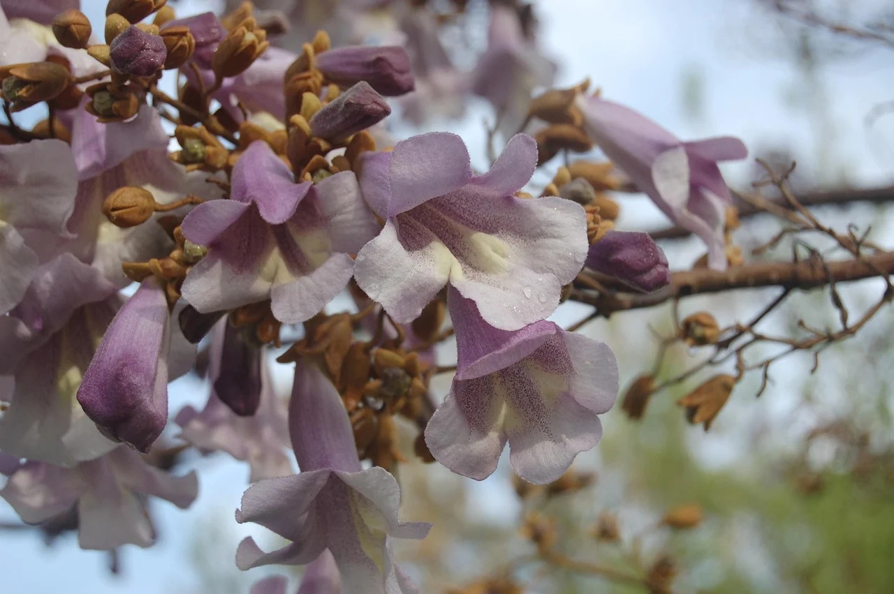 la ce distanta de casa se planteaza paulownia