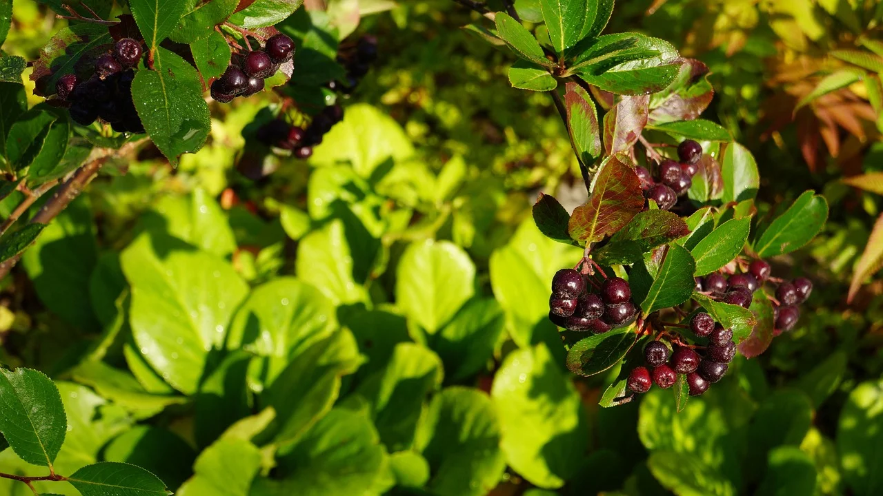 cultura de aronia