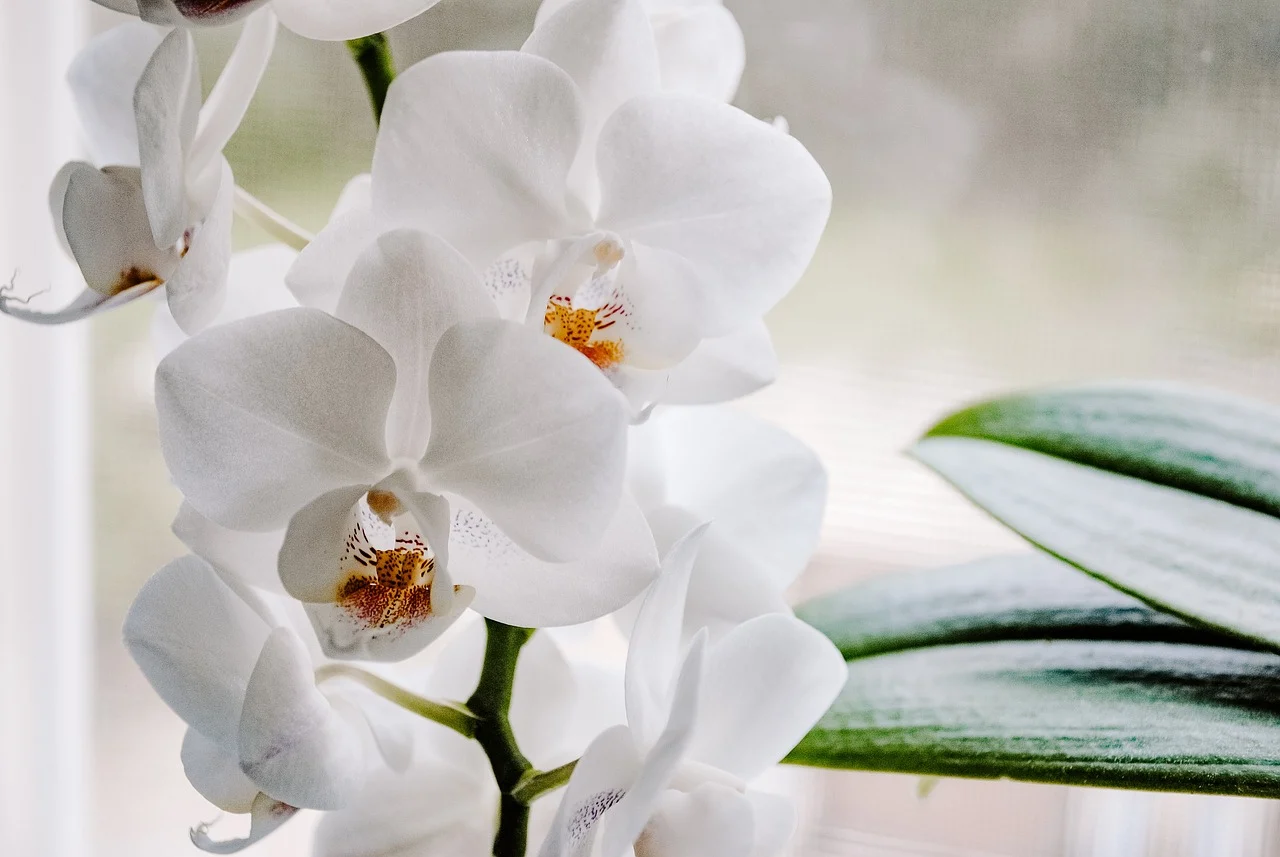 orhidee cymbidium ingrijire inmultire inflorire fertilizare