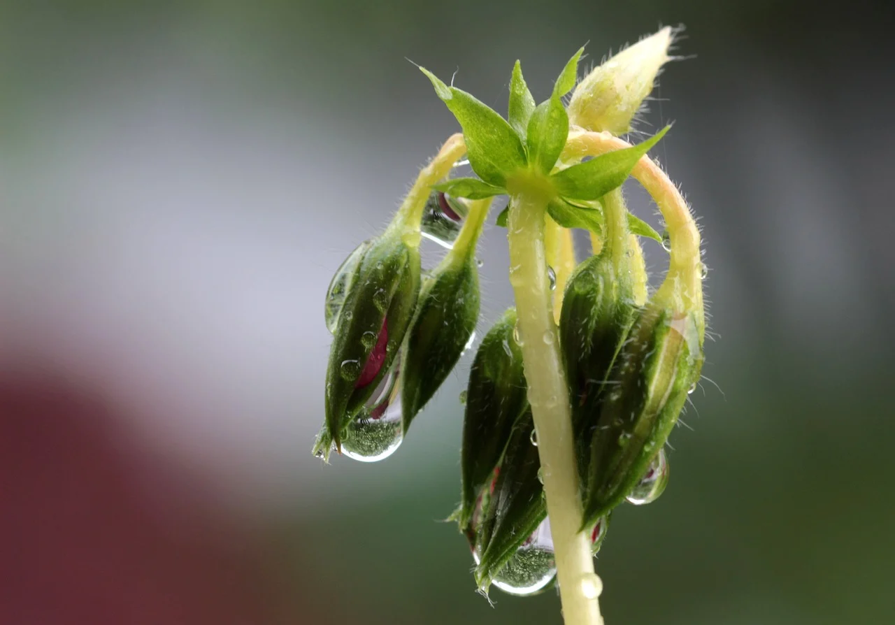 muscata galbena