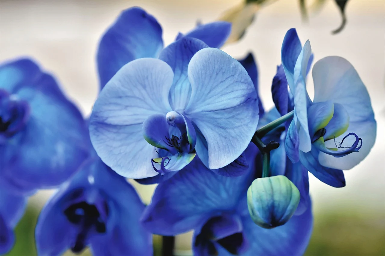 ingrijire orhidee phalaenopsis