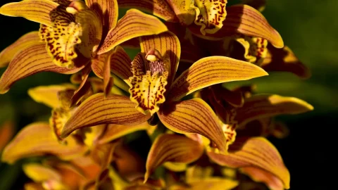daunatori orhidee