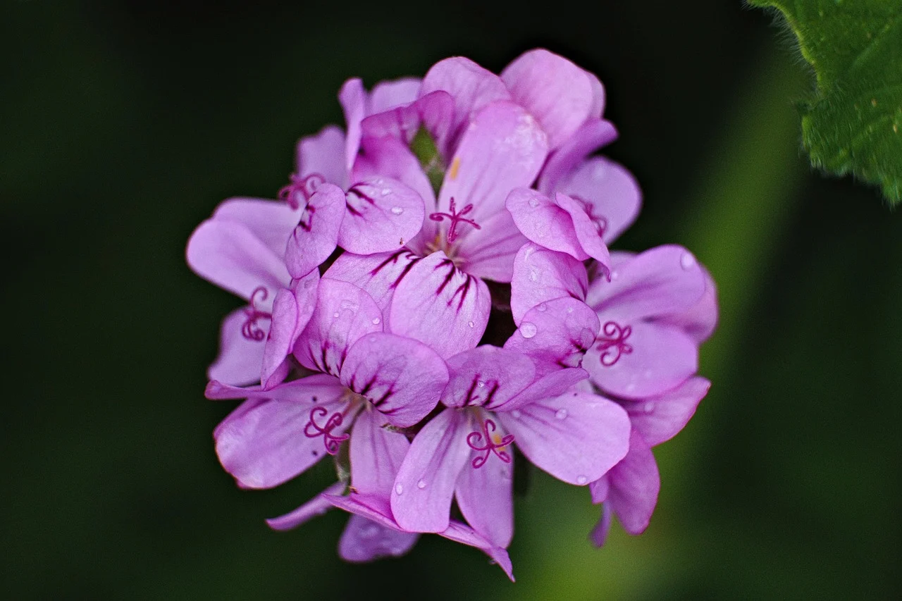muscata englezeasca