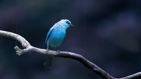 muscata calliope