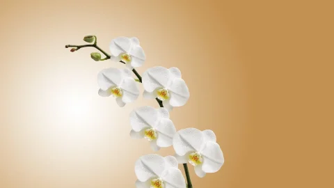 de ce se ofilesc florile la orhidee