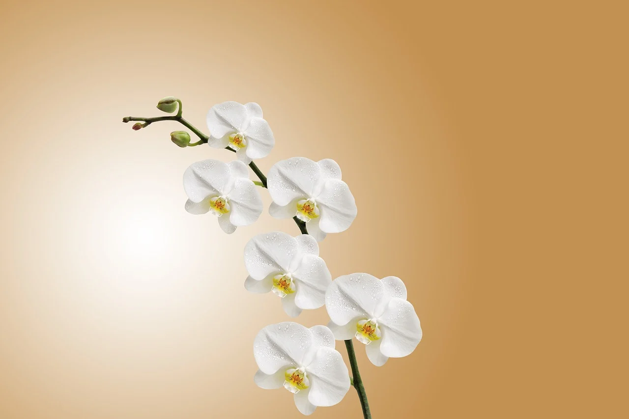 de ce se ofilesc florile la orhidee