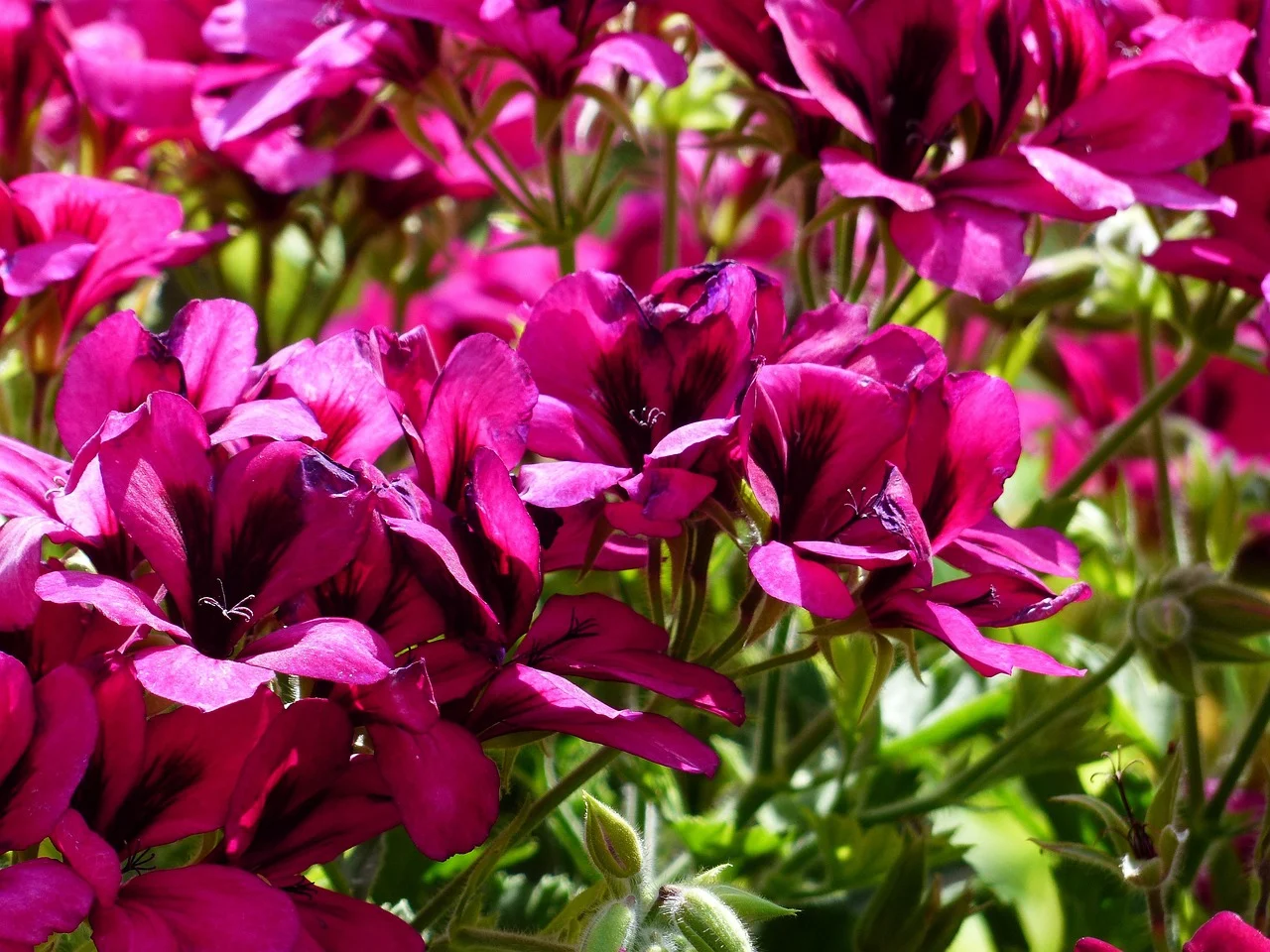 muscata regala