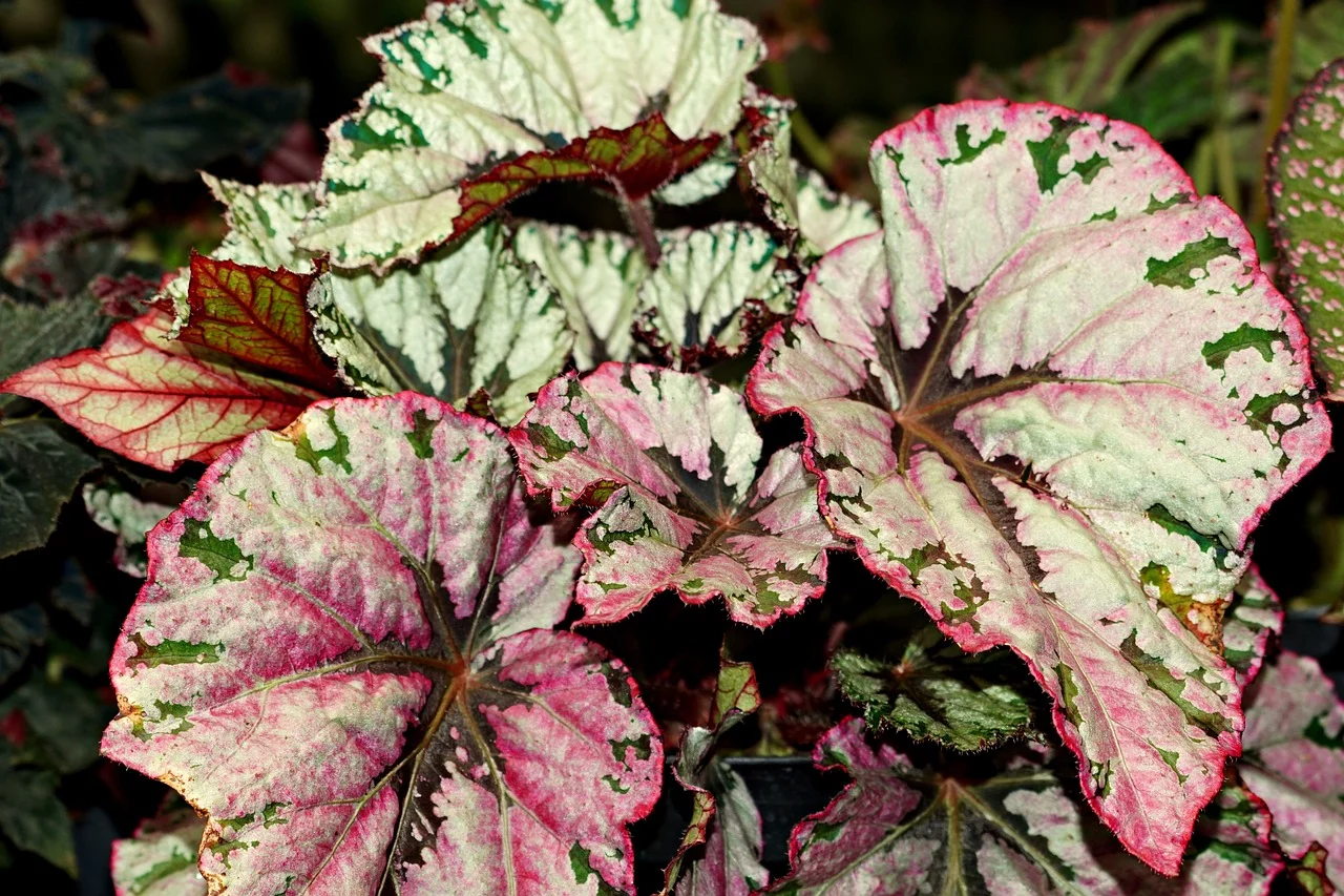 de cate ori pe saptamana se uda begonia