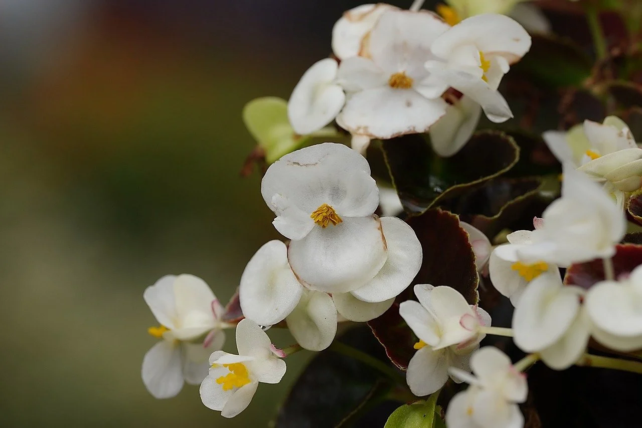 begonia curgatoare