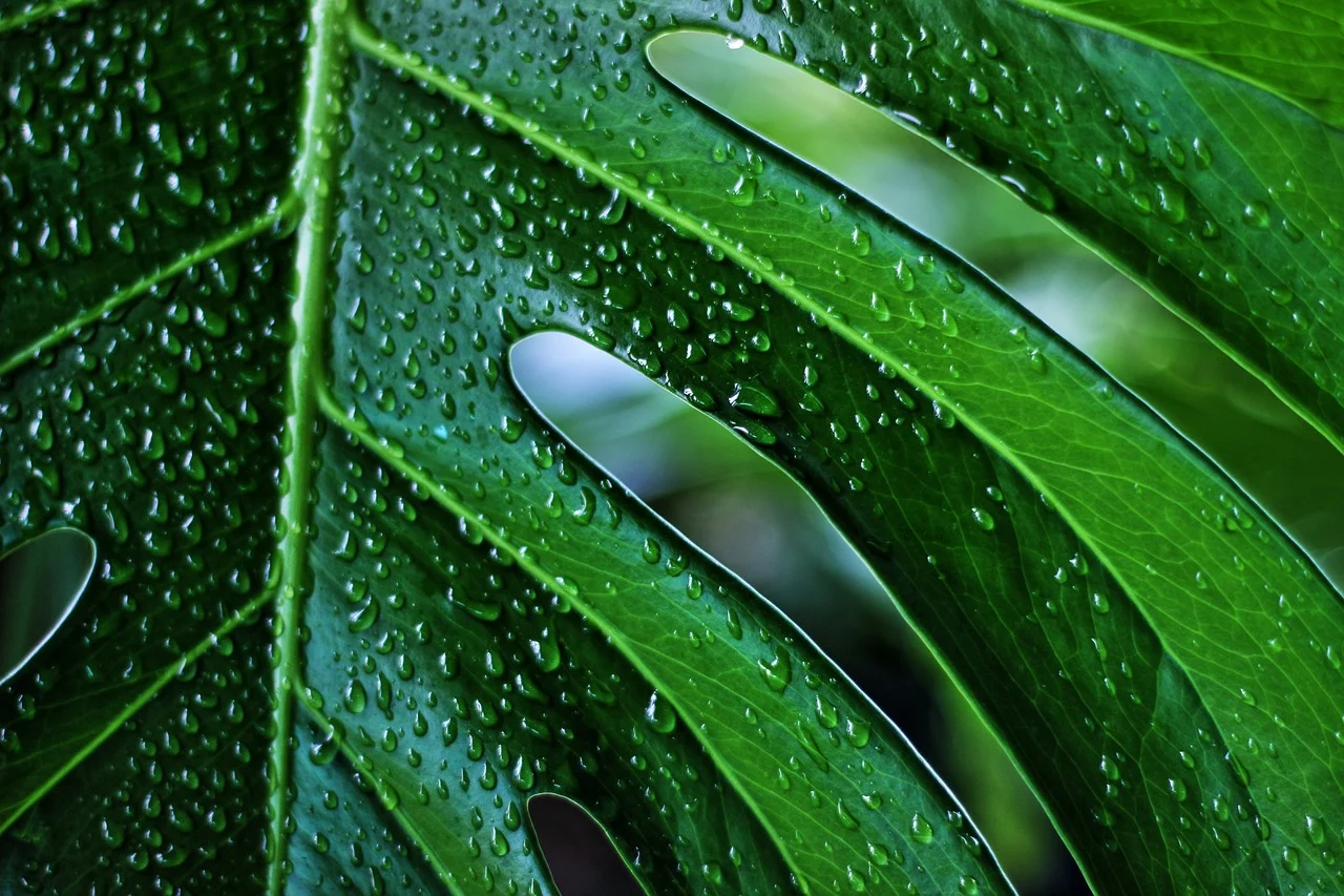 monstera minima