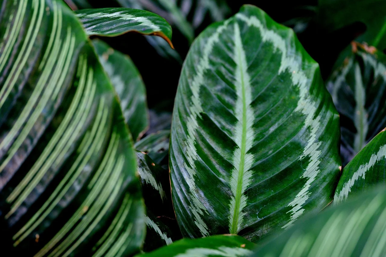 calathea orbifolia