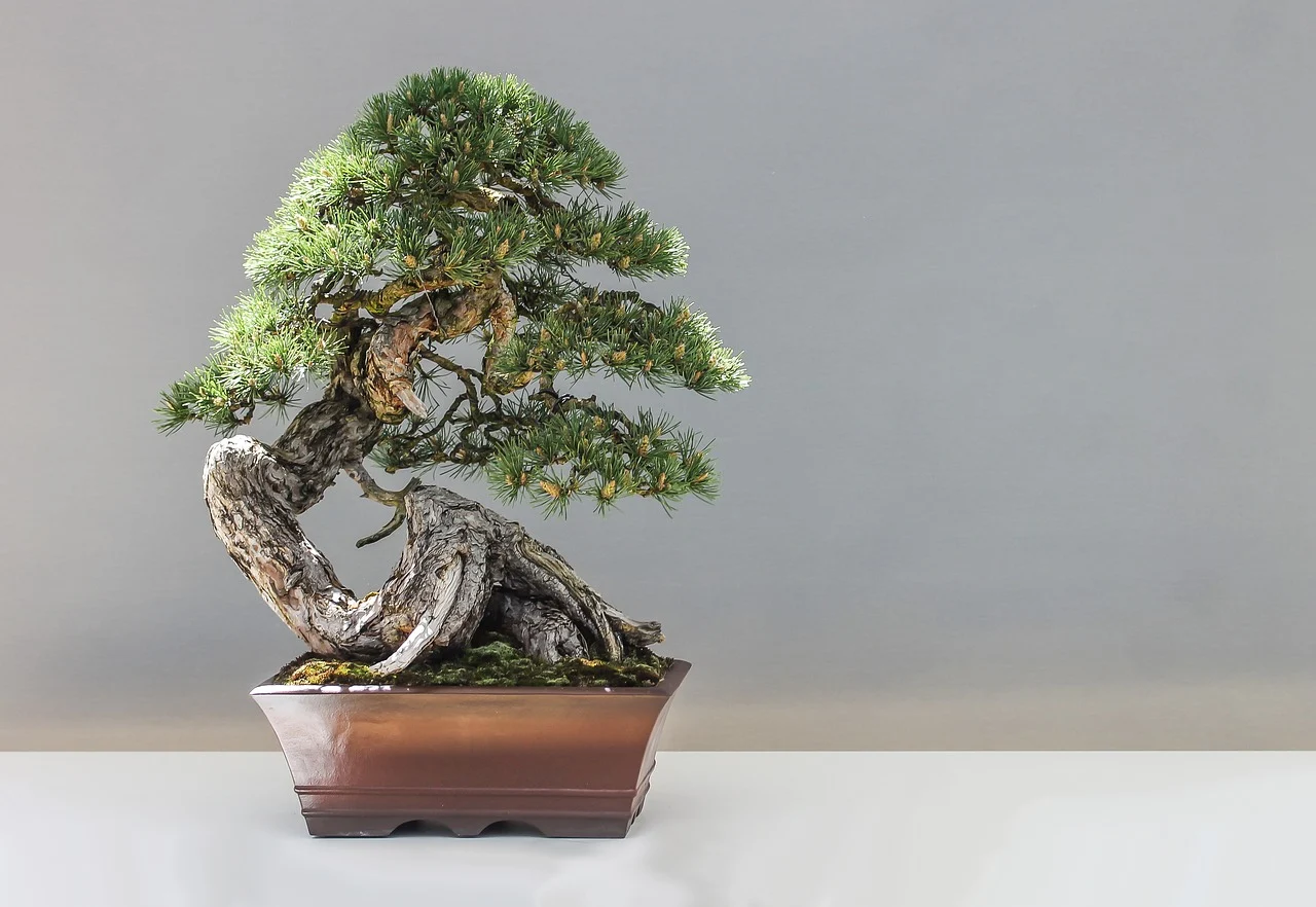 bonsai carmona