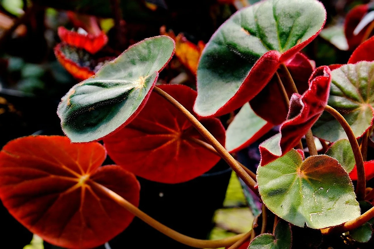 begonia elatior