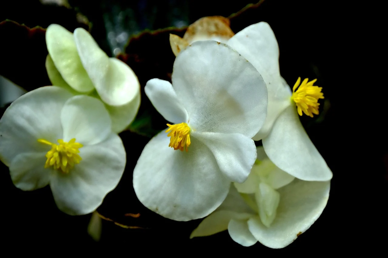 begonia ingrijire iarna