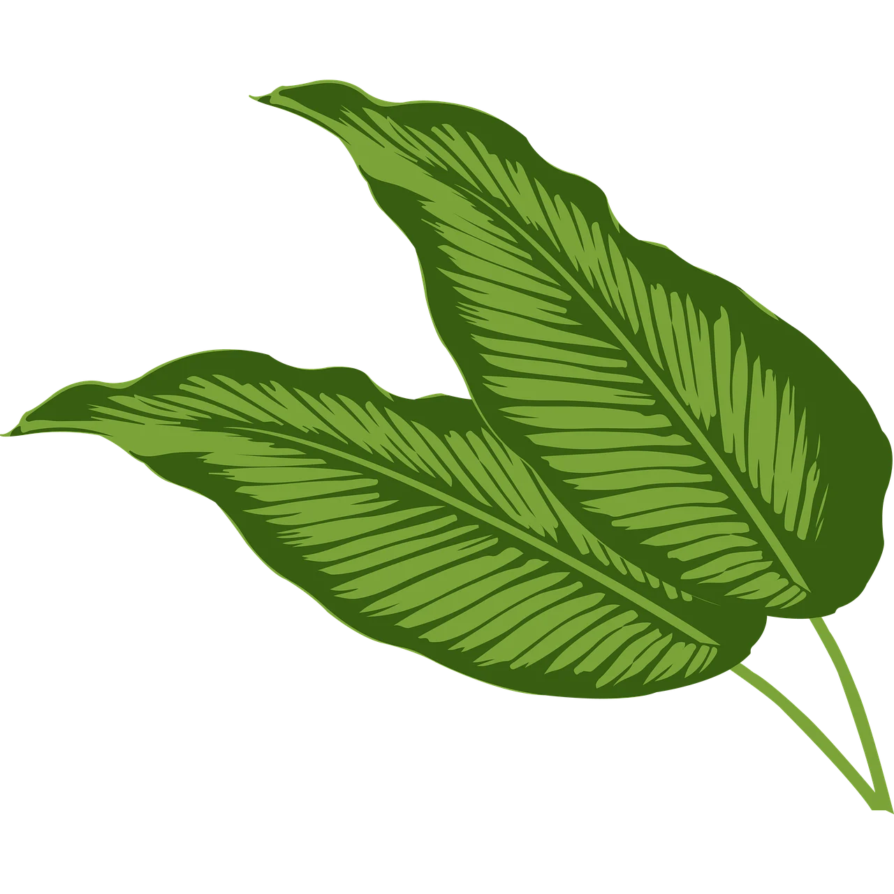 calathea musaica
