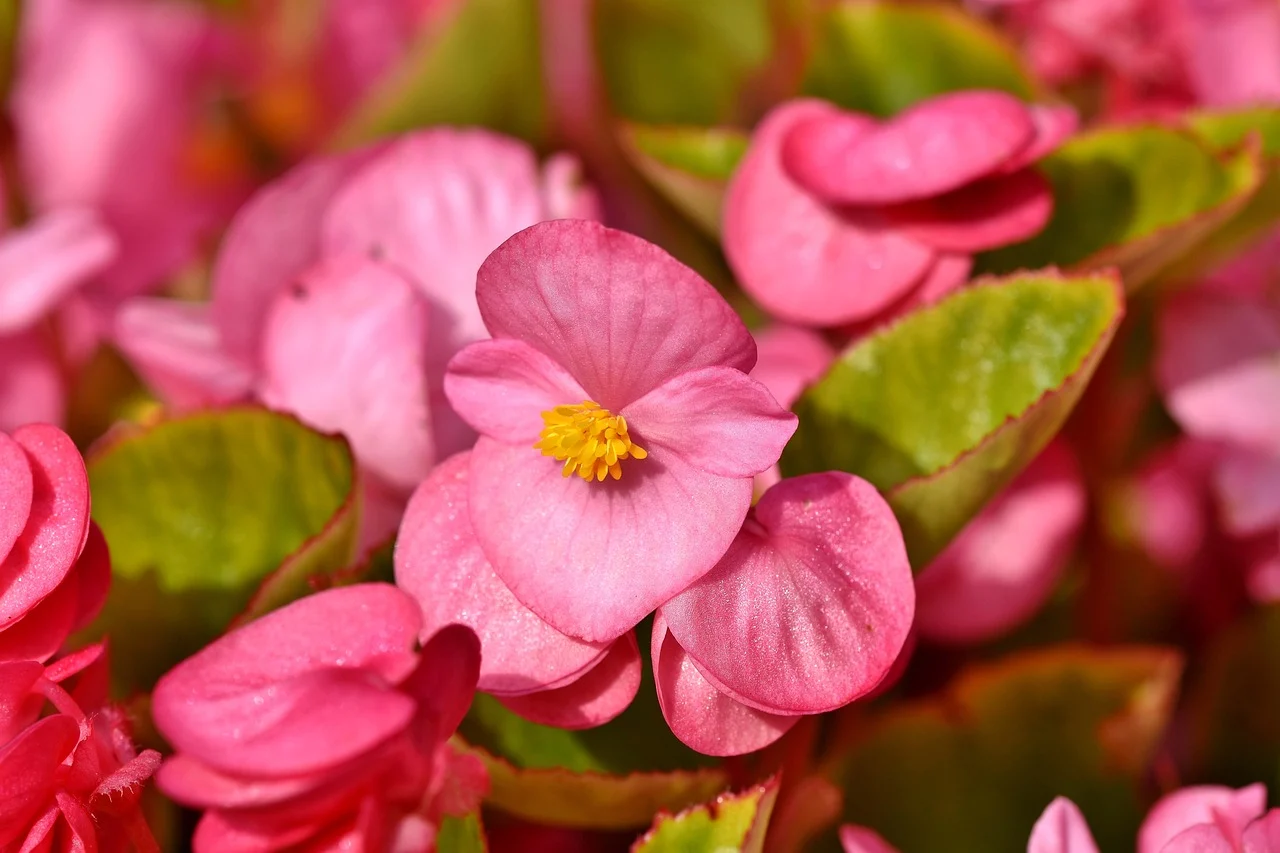 begonia rex