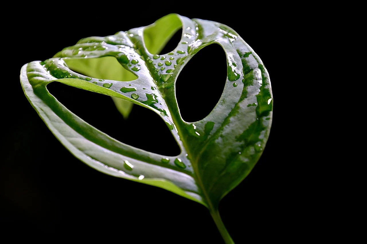 monstera monkey