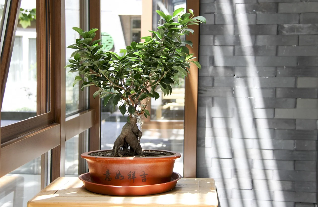 semnificatie bonsai cadou