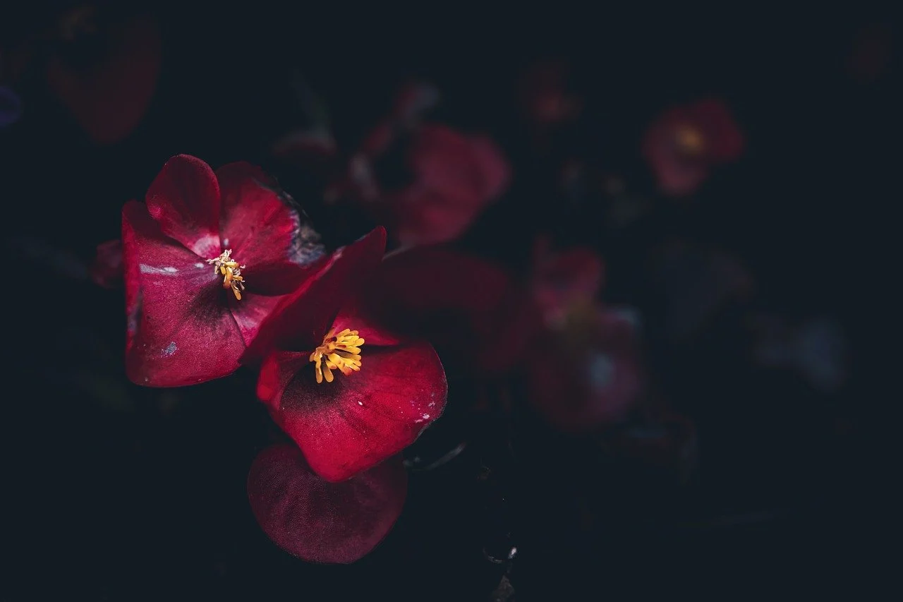 begonia inmultire prin tulpina