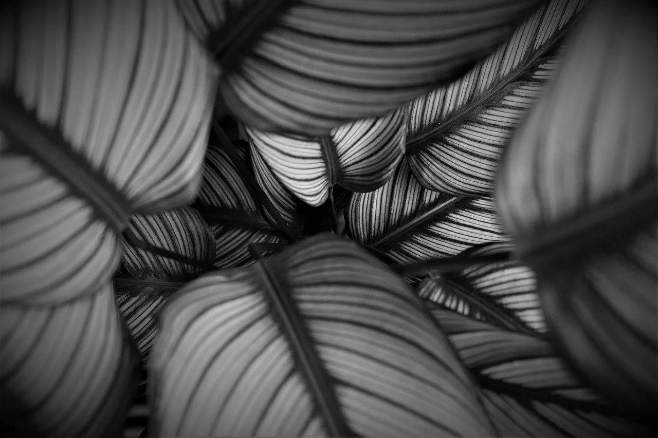 calathea warscewiczii