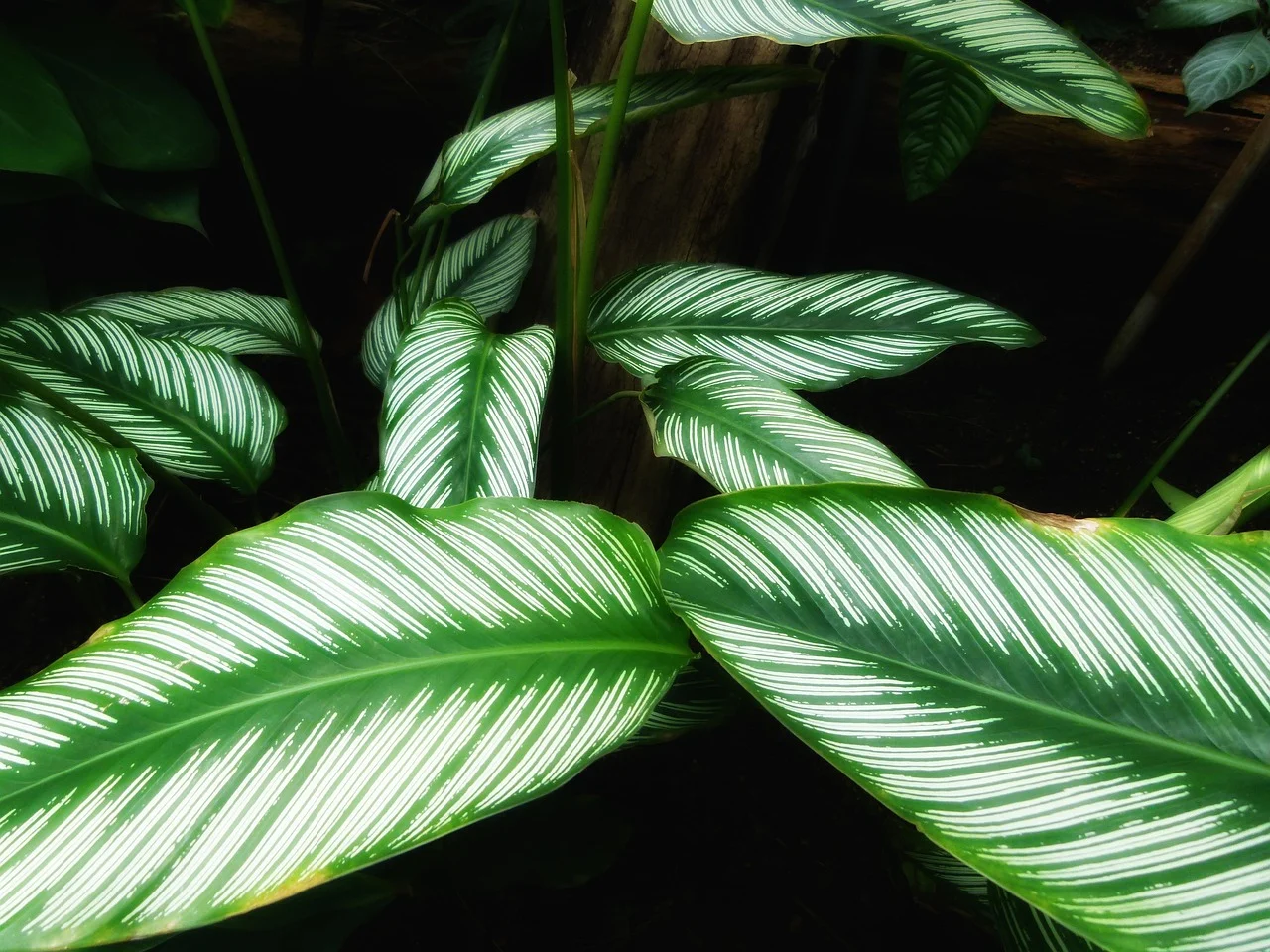 de ce se ingalbenesc frunzele la calathea