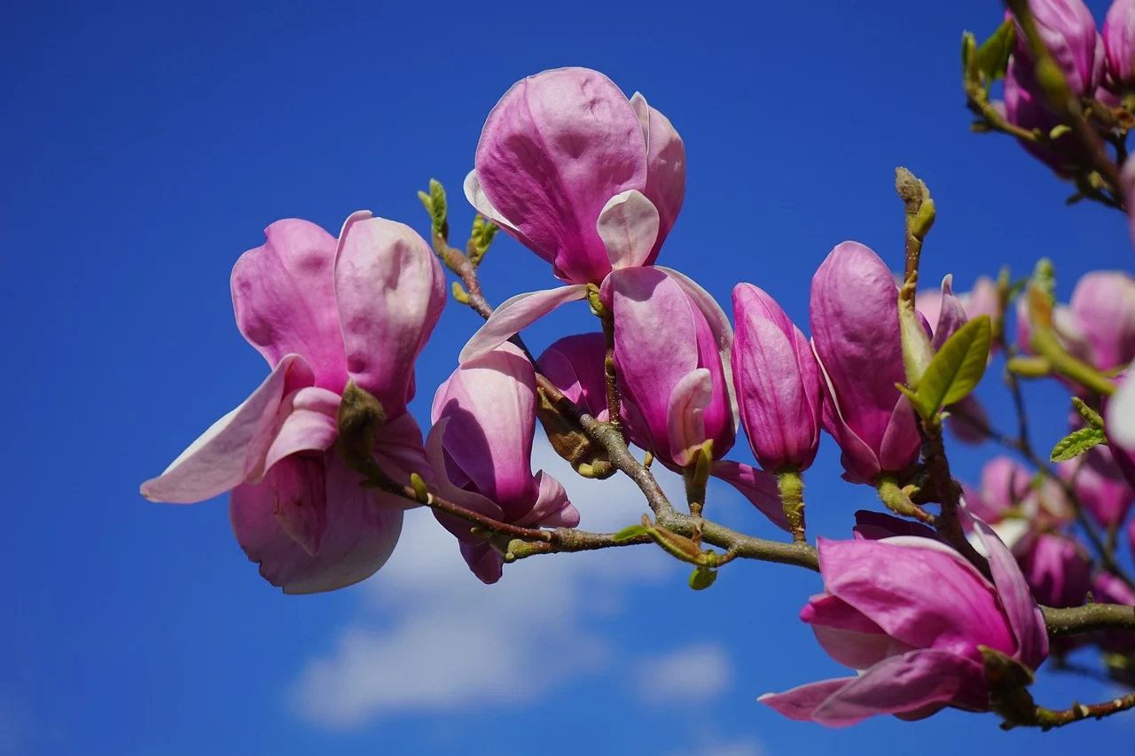 cum se inmulteste magnolia