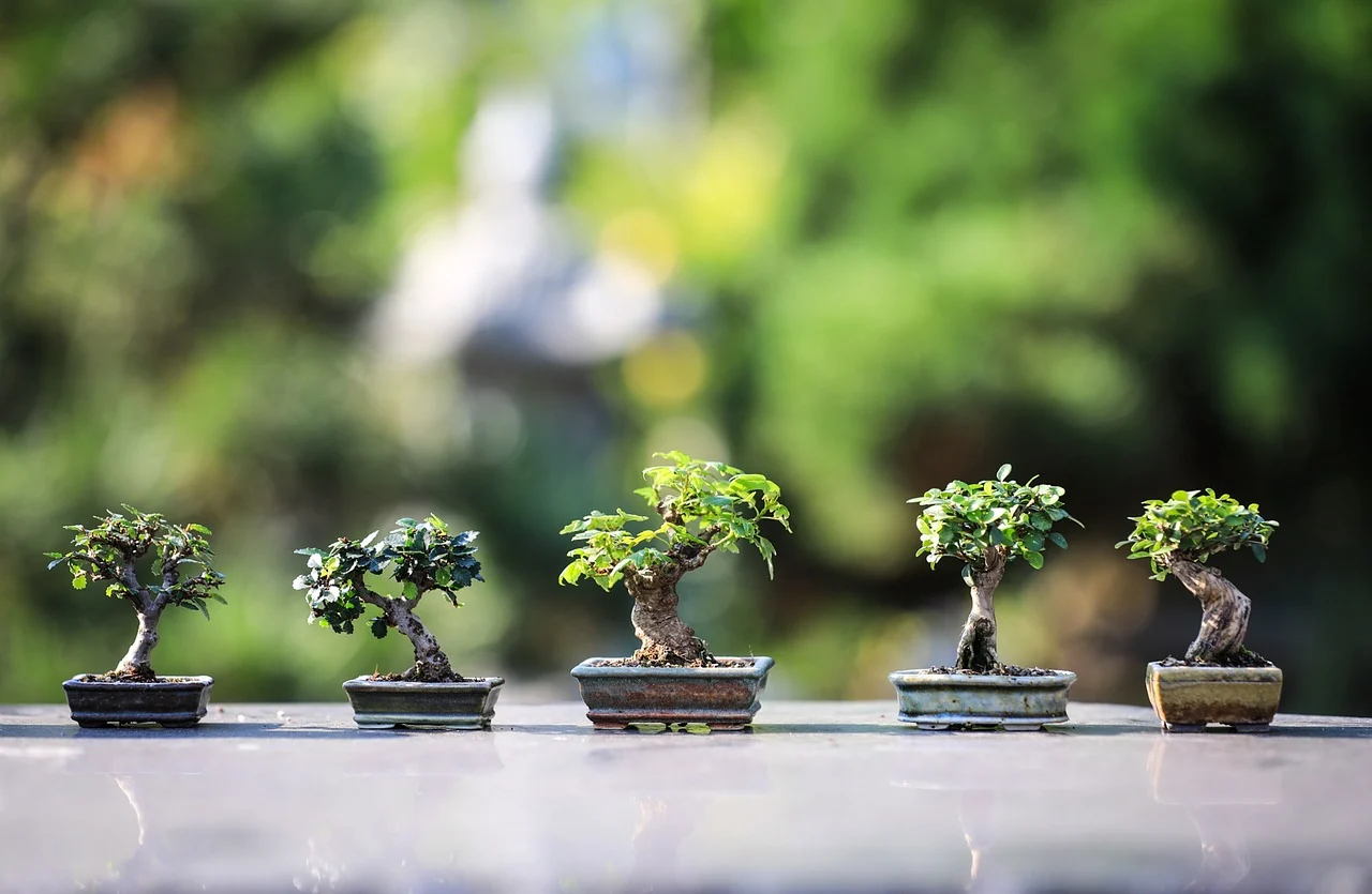bonsai sageretia