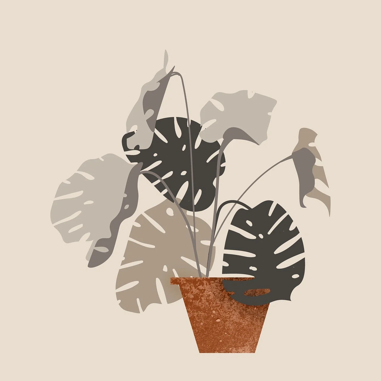 monstera adansonii