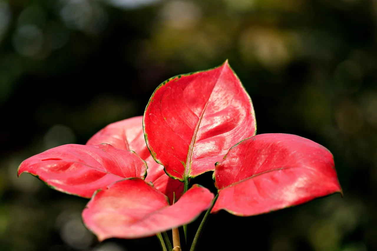 aglaonema - planta intunericului