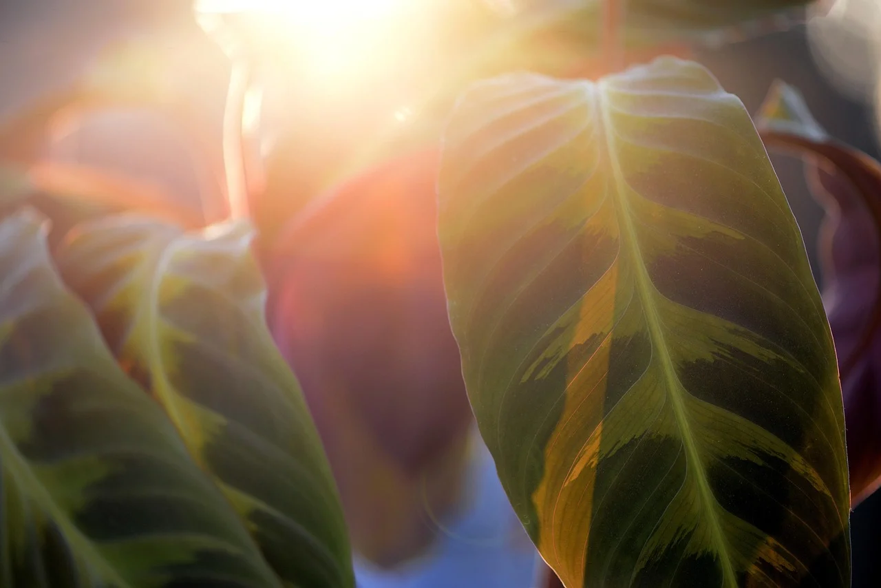 calathea triostar
