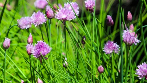 plantarea arpagicului