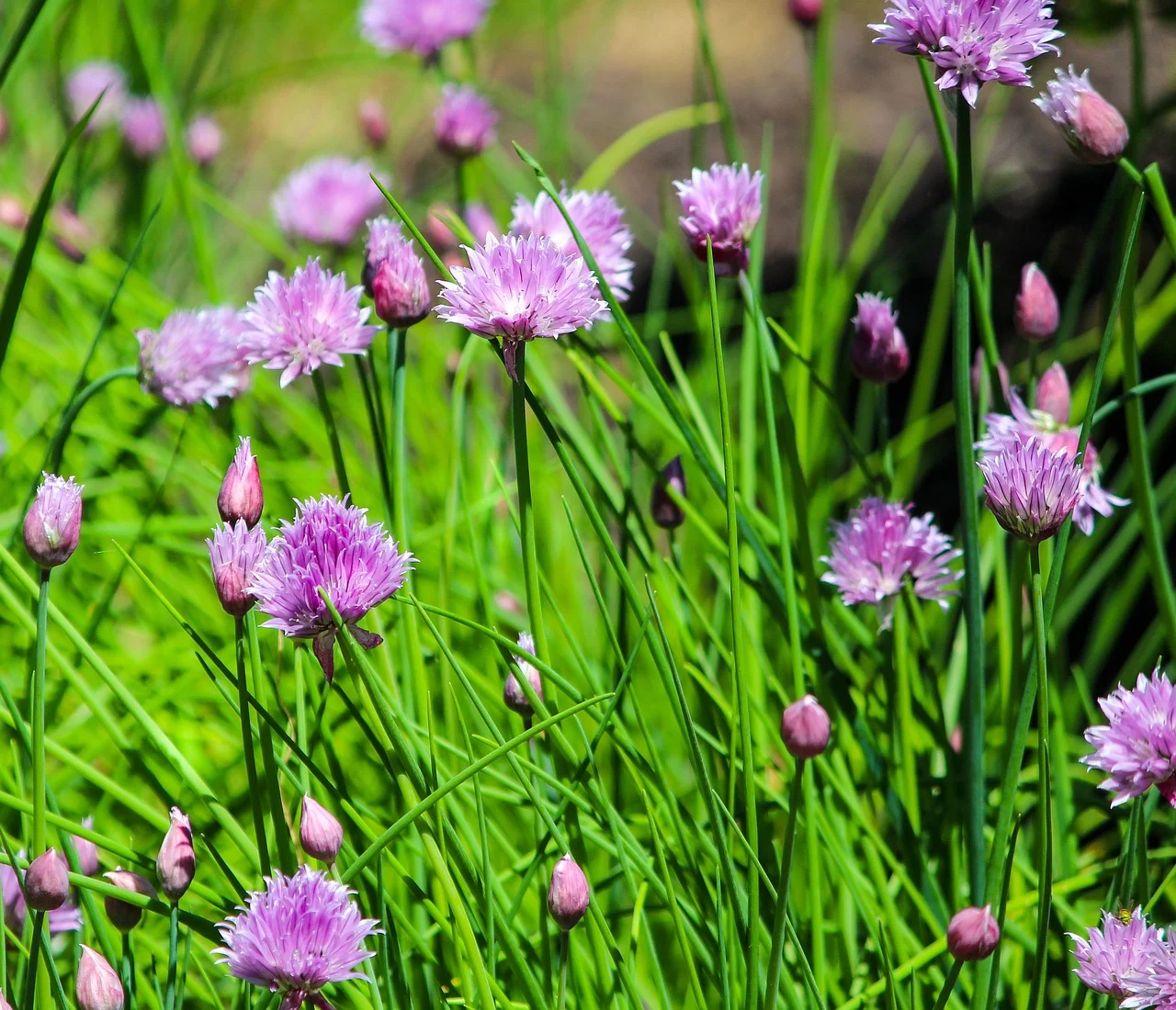 plantarea arpagicului