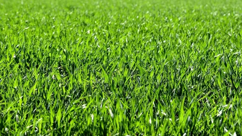 plantarea gazonului