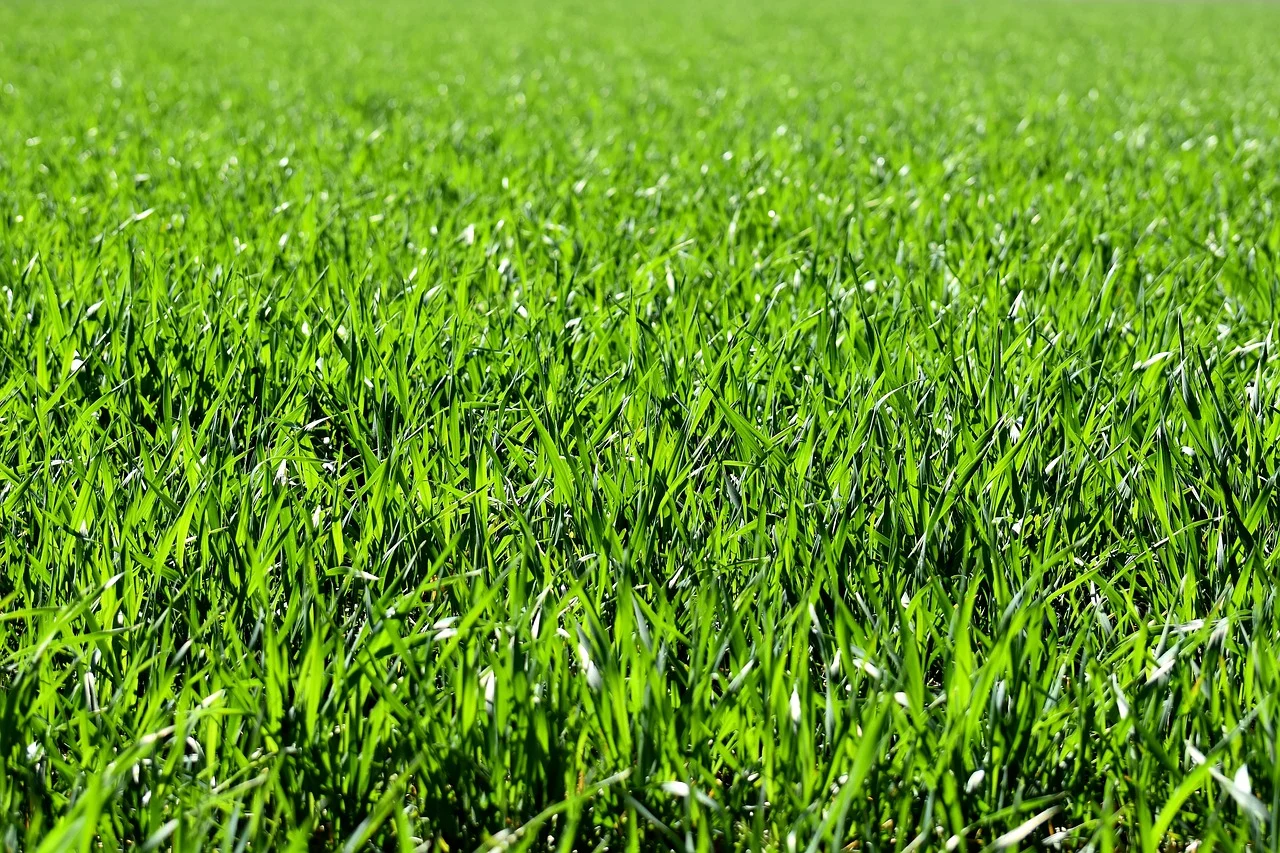 plantarea gazonului