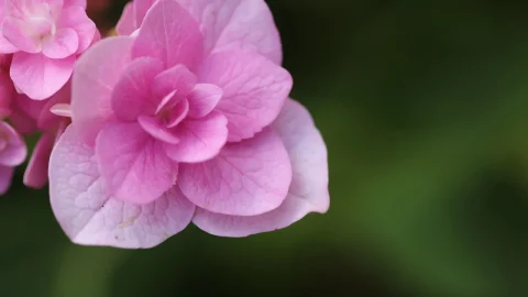 cand se planteaza hortensia din ghiveci in gradina