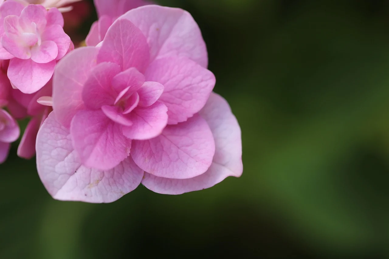 cand se planteaza hortensia din ghiveci in gradina
