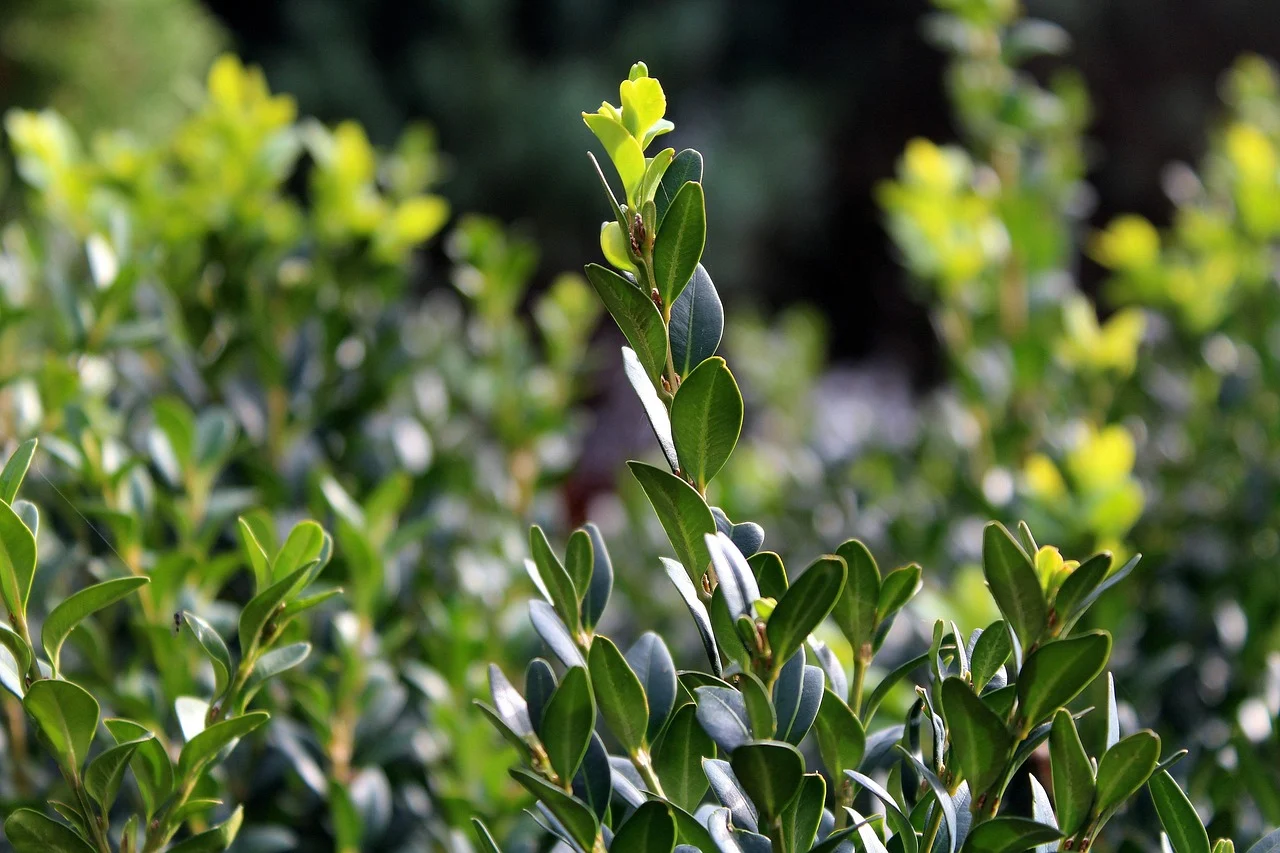 la ce distanta se planteaza buxus