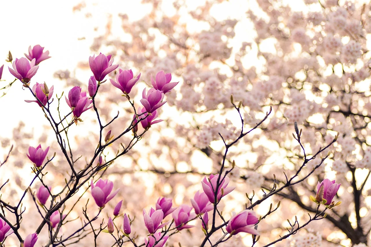cand se planteaza magnolia