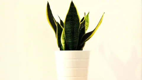 sansevieria trifasciata