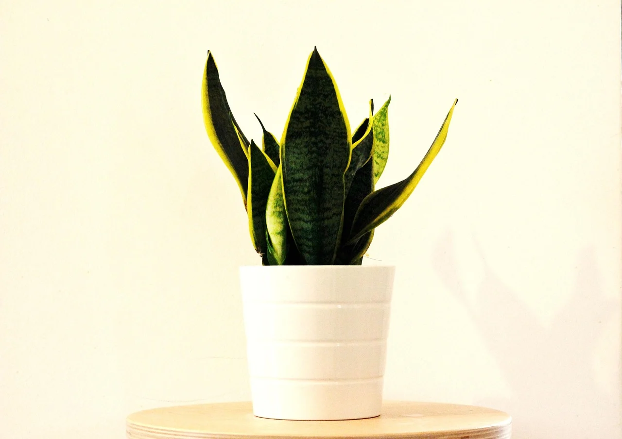 sansevieria trifasciata