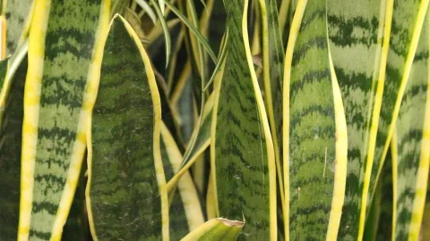 sansevieria ingrijire